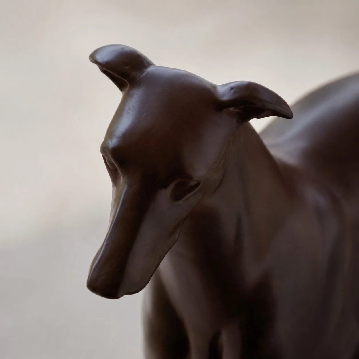 greyhound head detail